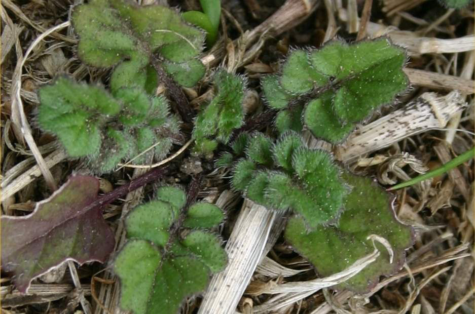 Hedge Mustard
